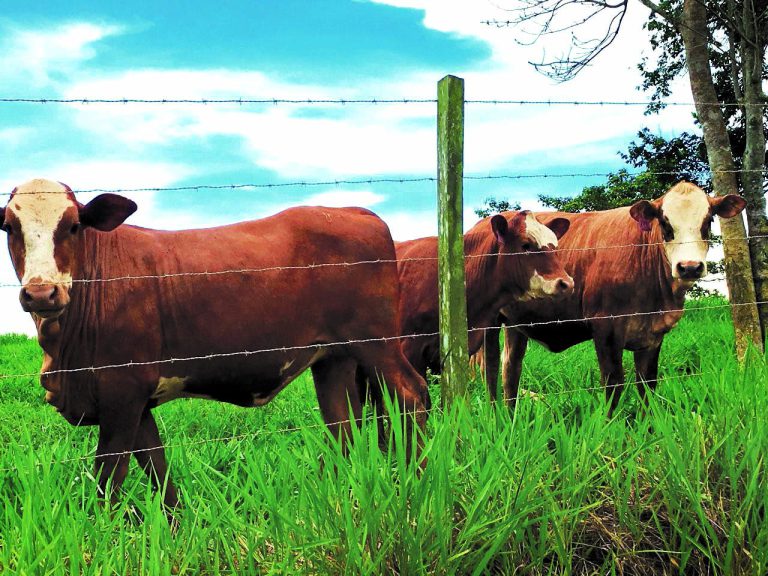 El INEC aplicará Encuesta Pecuaria