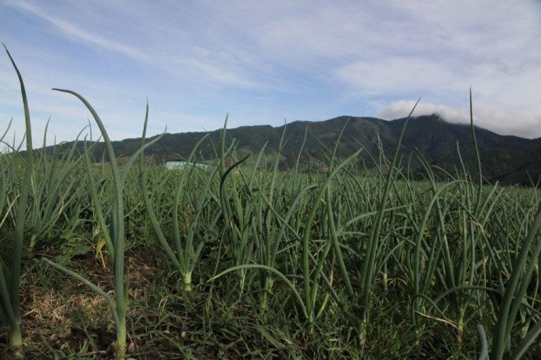 Contraloría refrendó expedientes de pagos por 15 millones de balboas para productores de arroz, maíz, leche y cebolla